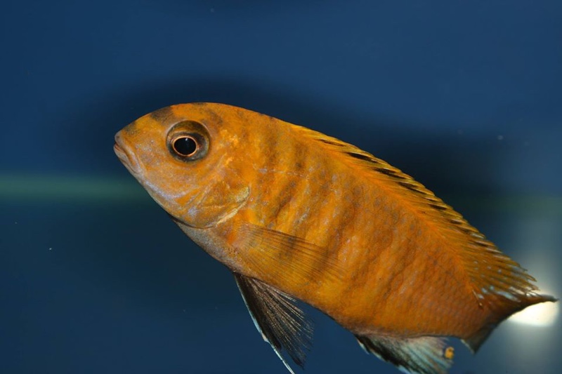 Tropheops sp. 'red fin' Hai Reef